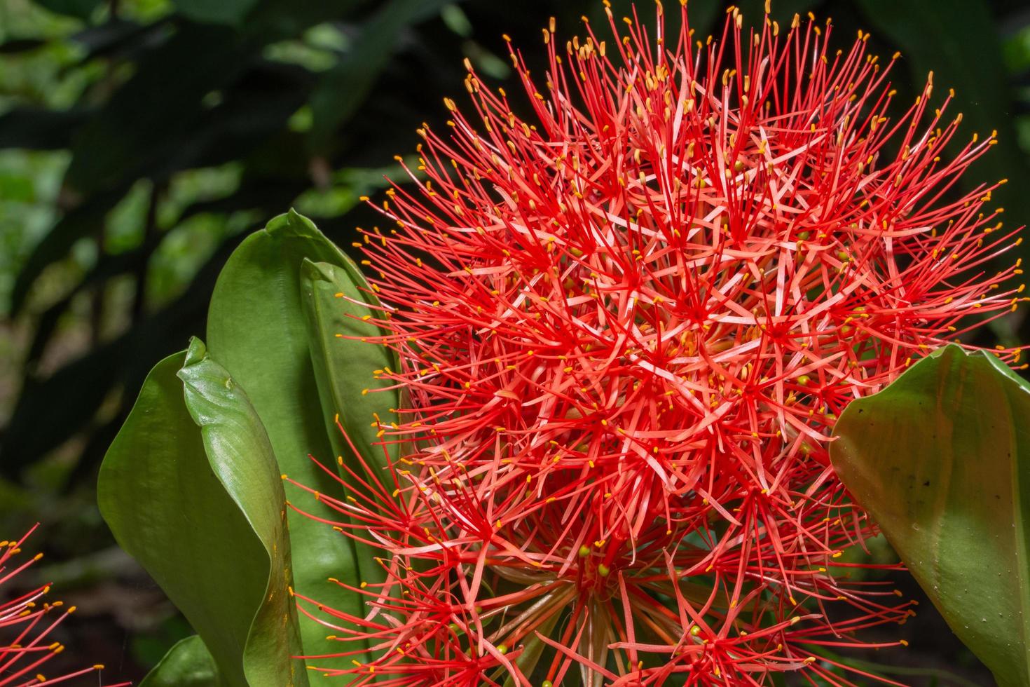 rote Blume, Nahaufnahmefoto foto