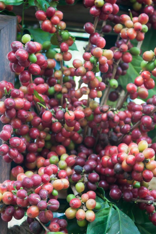 Kaffeesamen auf einem Kaffeebaum foto