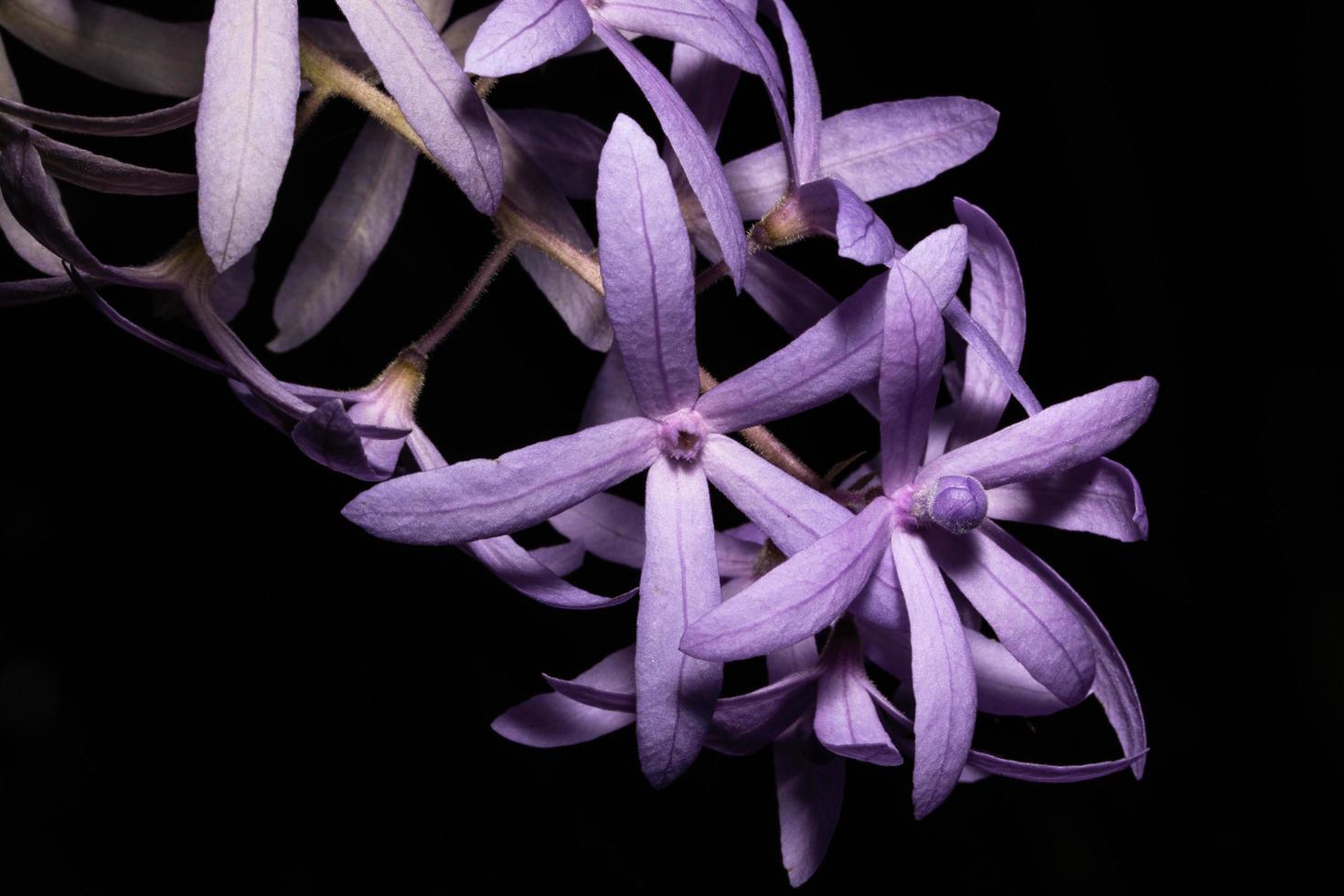 Blume Nahaufnahme Hintergrund foto