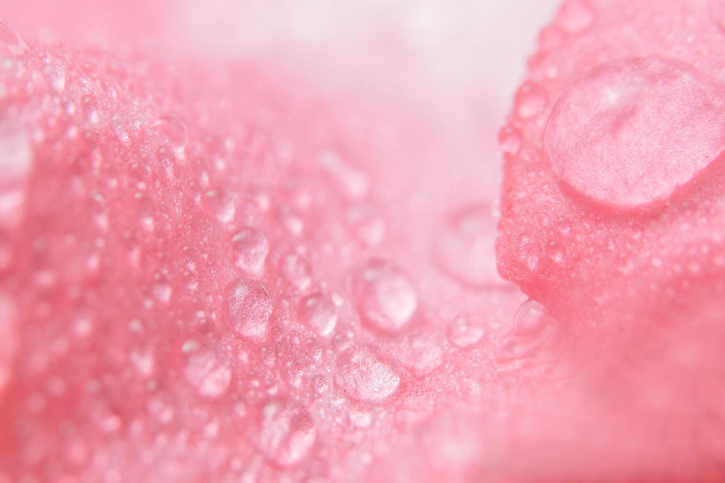 Wassertropfen auf Blütenblättern foto