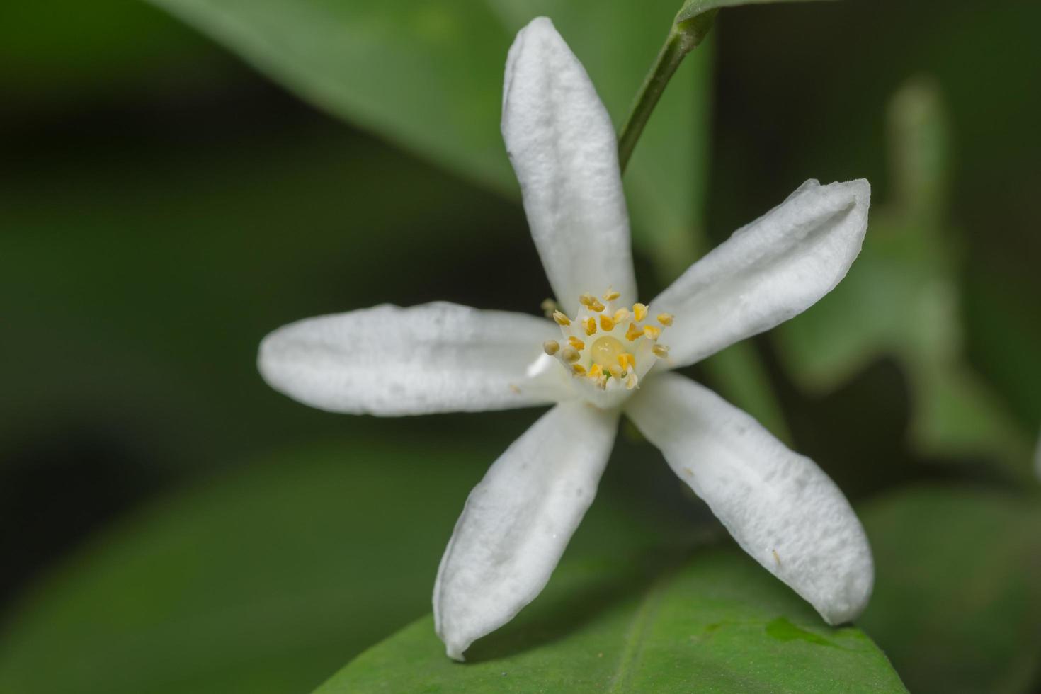 weiße Blume, Nahaufnahmefoto foto