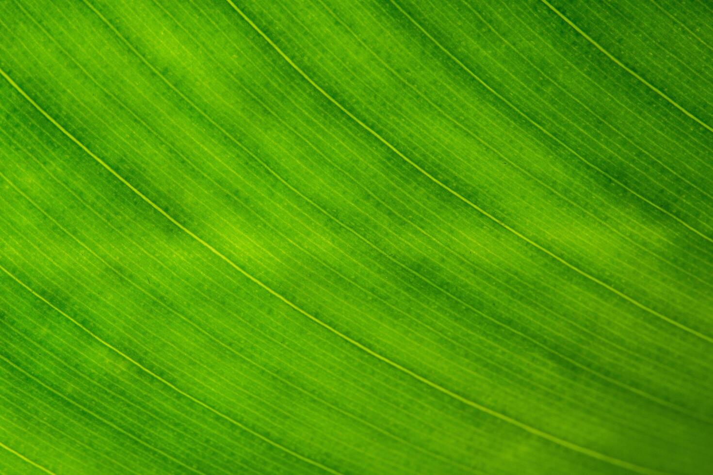 grüner Blatthintergrund foto