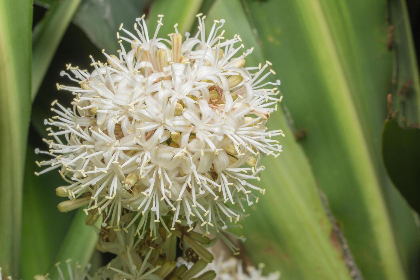 weiße Blume, Nahaufnahmefoto foto