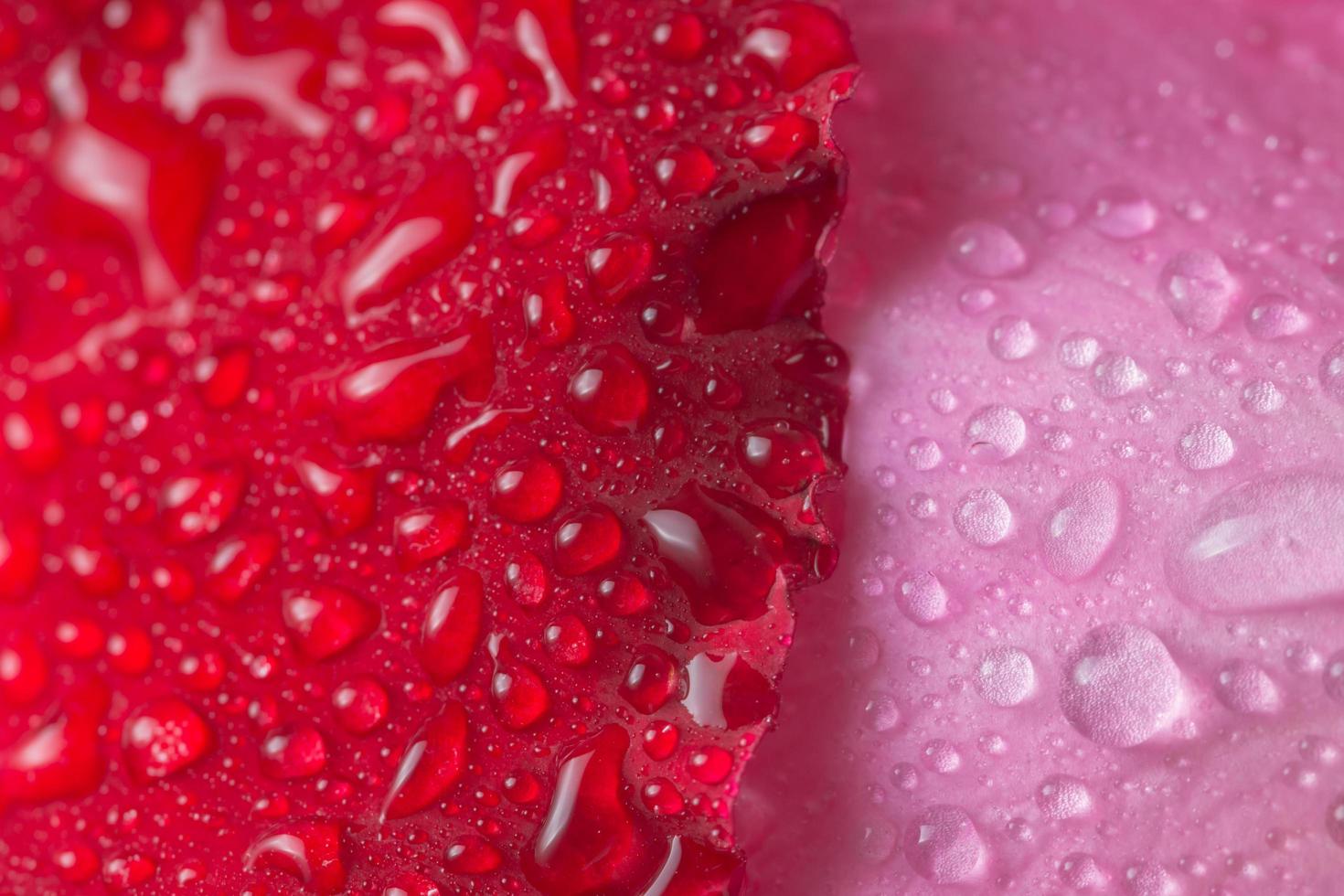 Wassertropfen auf Blütenblättern foto