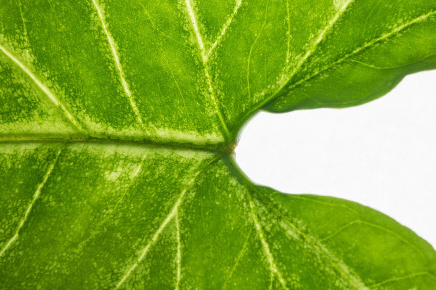 grüner Blatthintergrund foto