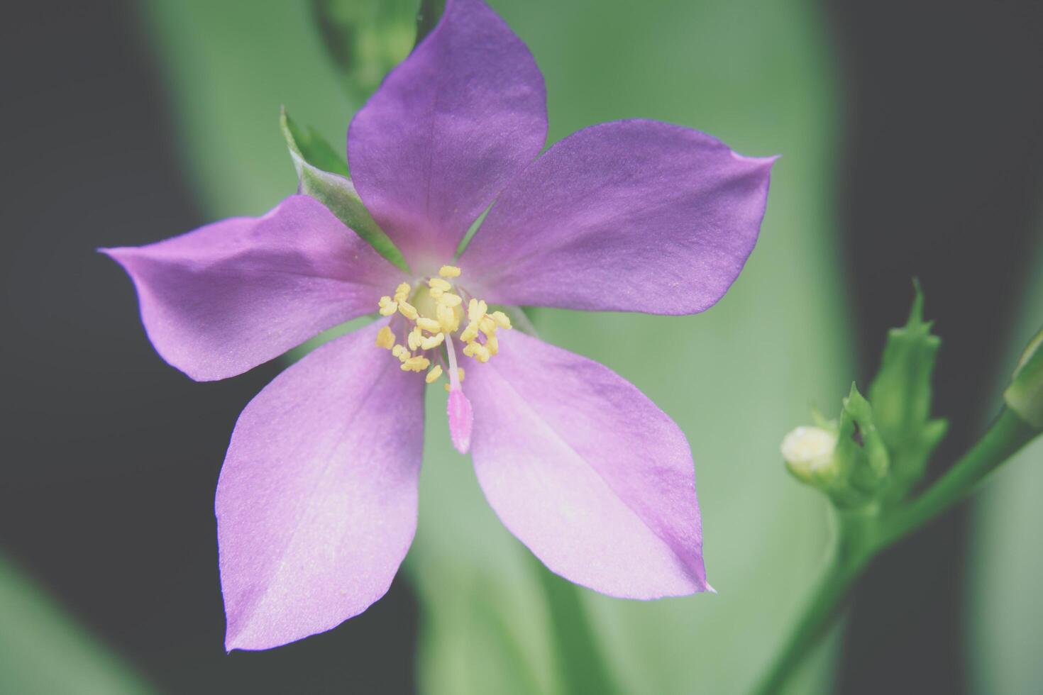 violette Blume, Nahaufnahmefoto foto