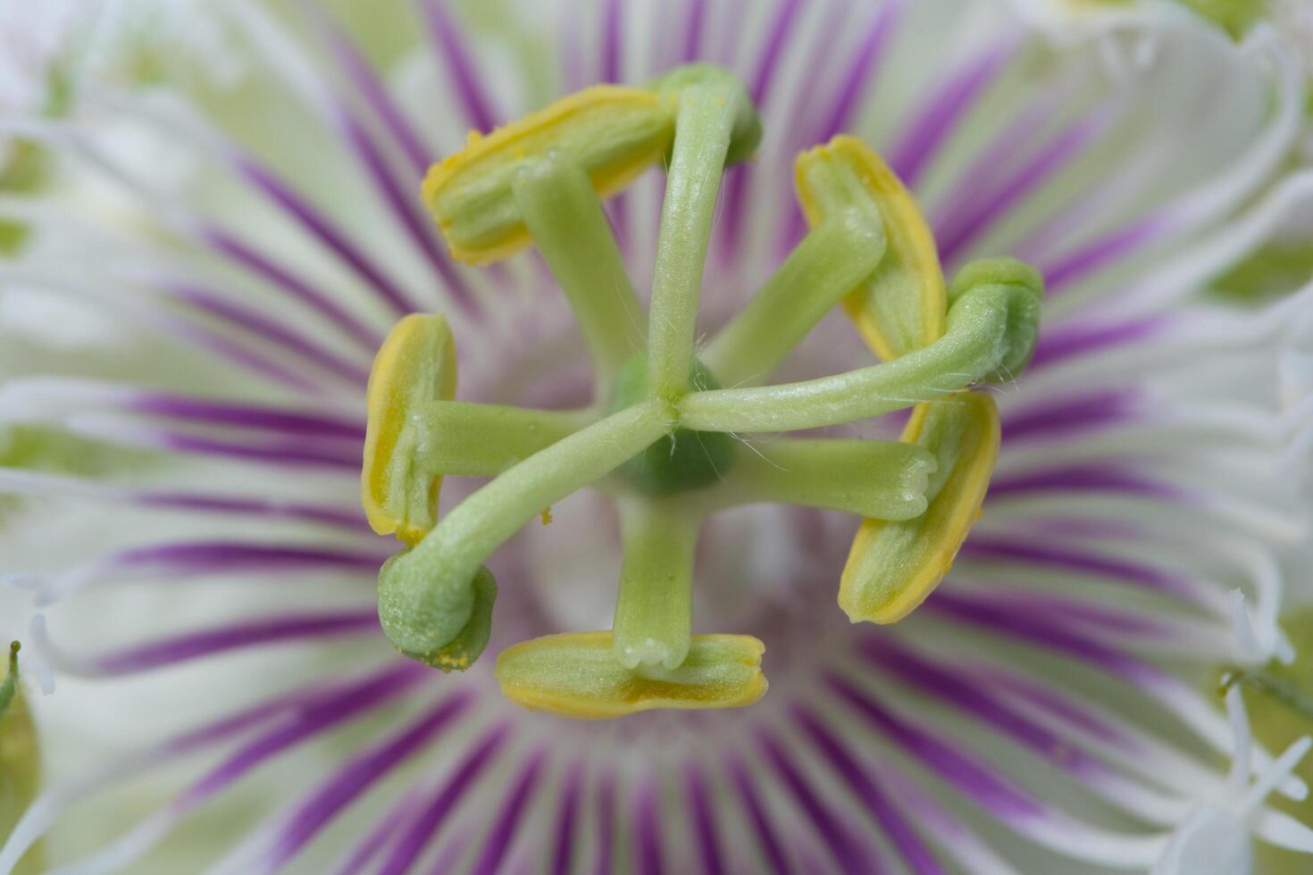 Blume Nahaufnahme Hintergrund foto