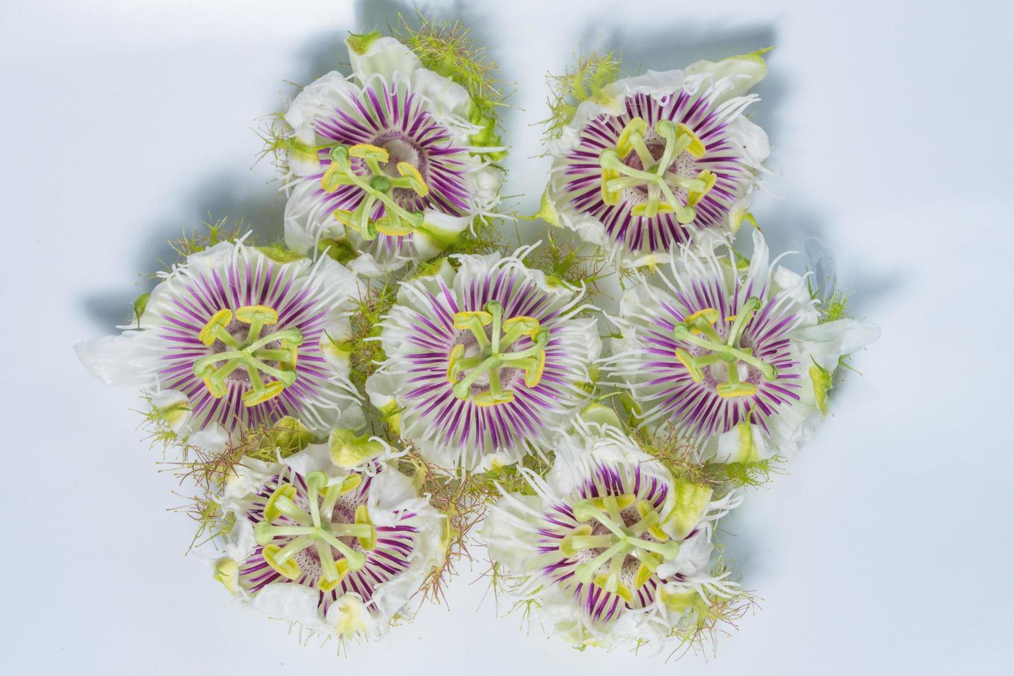 Blume Nahaufnahme Hintergrund foto