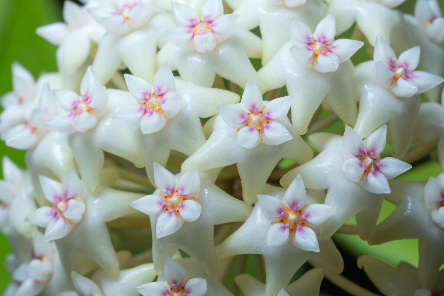 Hoya Blumen, Nahaufnahmefoto foto