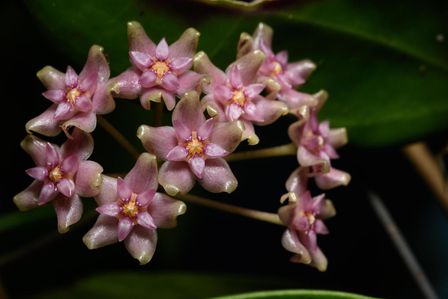 Hoya Blumen, Nahaufnahmefoto foto