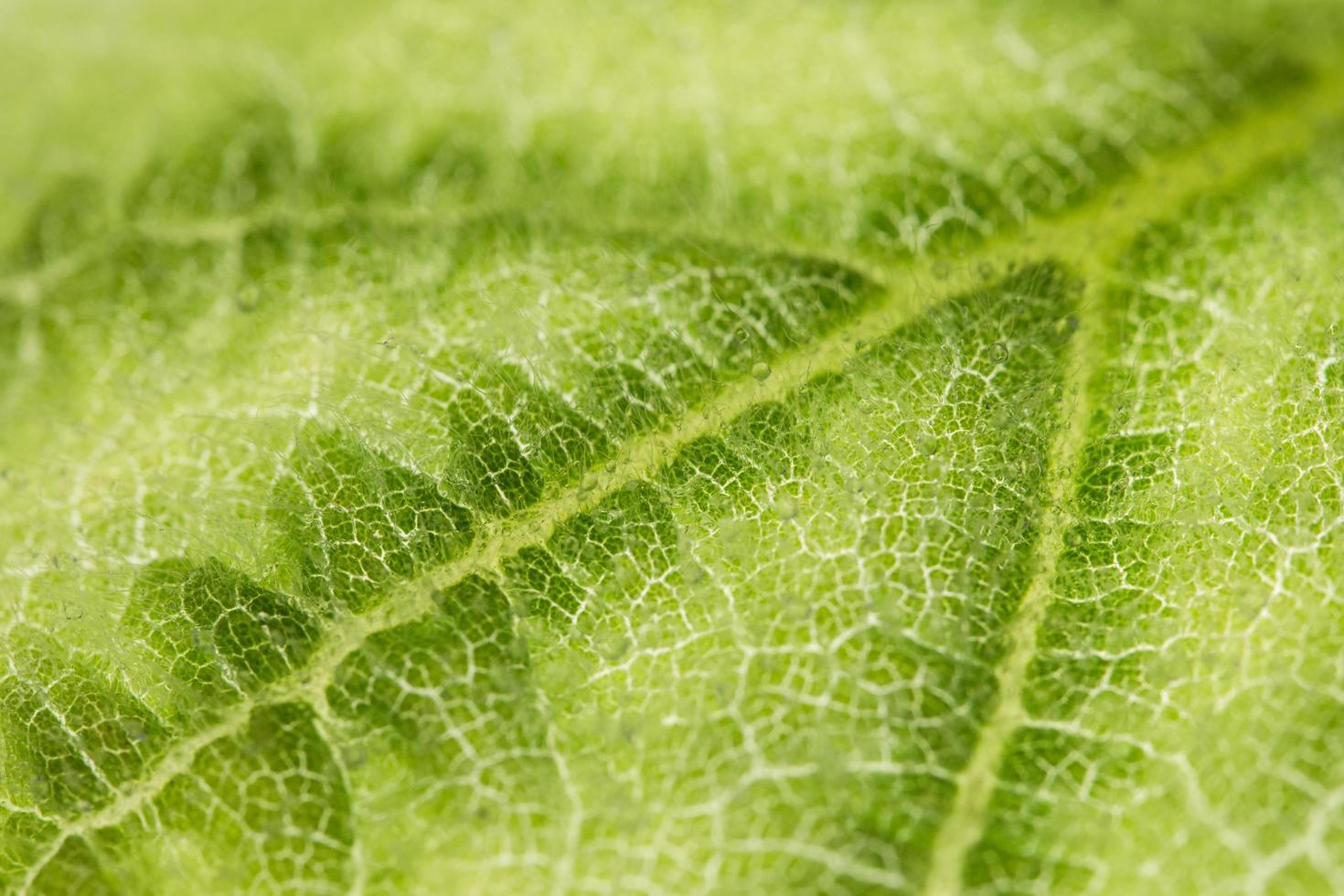 grüner Blatthintergrund foto