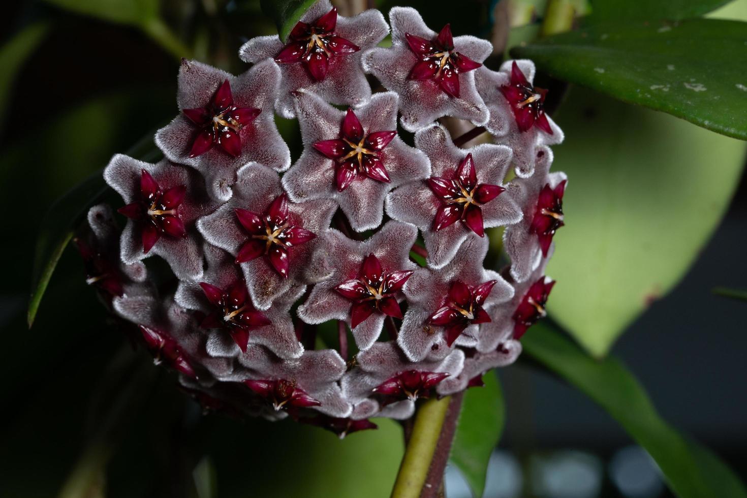 Hoya Blumen, Nahaufnahmefoto foto