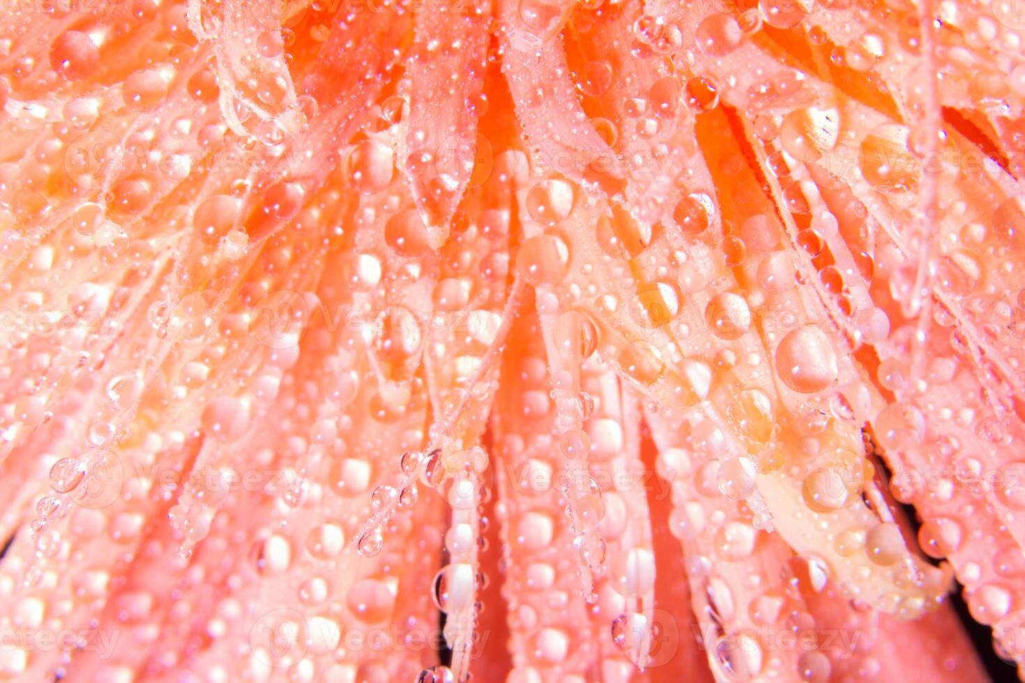 Wassertropfen auf Blütenblättern foto