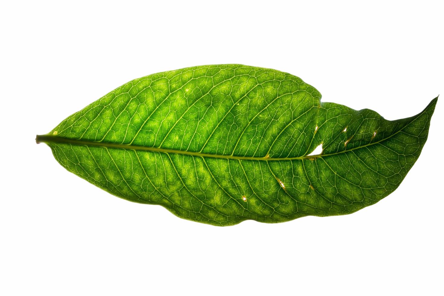grünes Blatt auf weißem Hintergrund foto