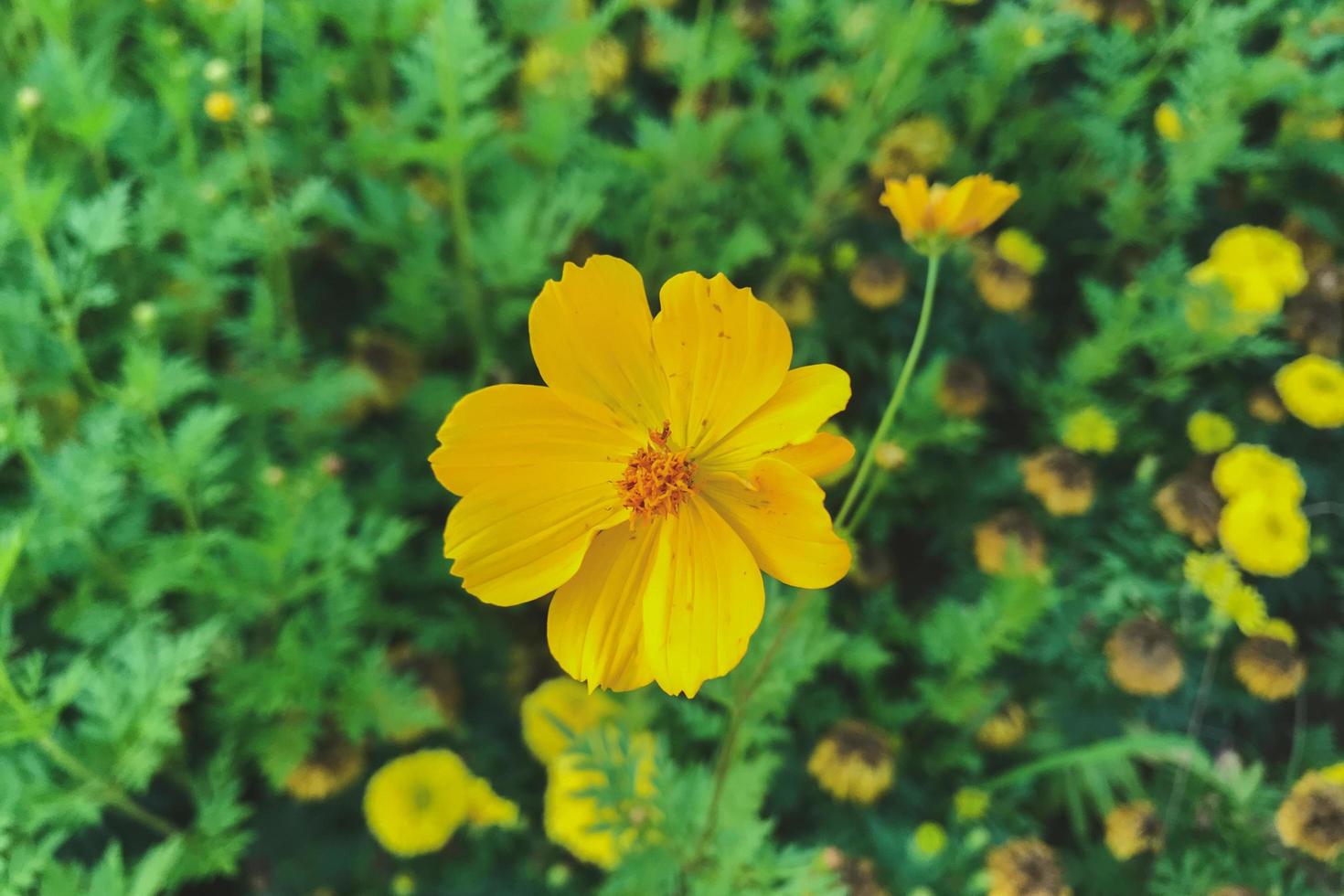 Nahaufnahme einer gelben Kosmosblume foto