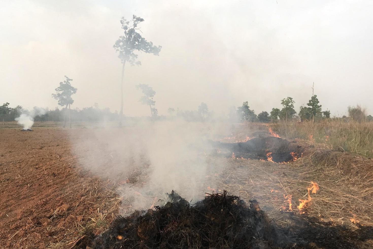 Feld in Flammen foto