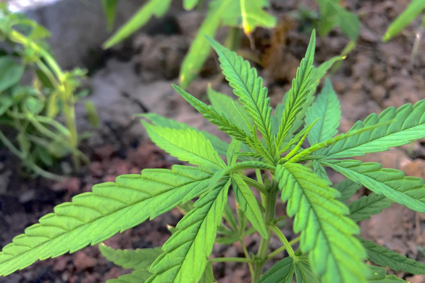 Nahaufnahme einer Cannabispflanze foto
