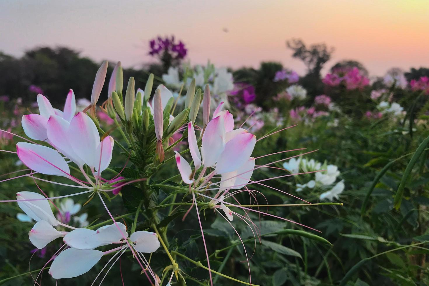 Blumen bei Sonnenuntergang foto