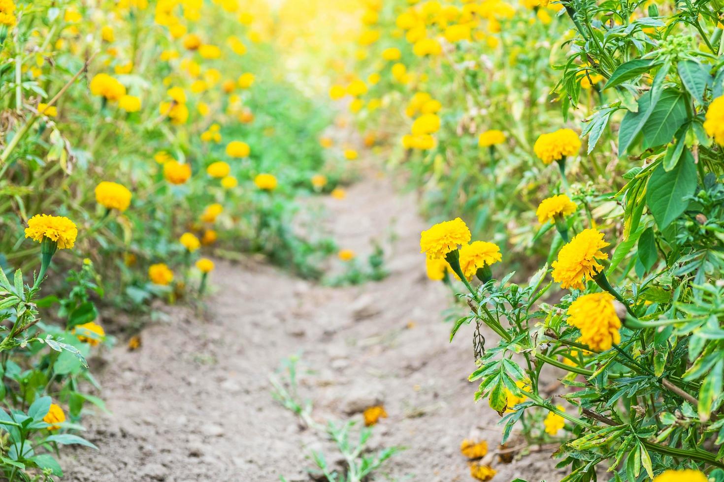 Weg zwischen Blumen foto