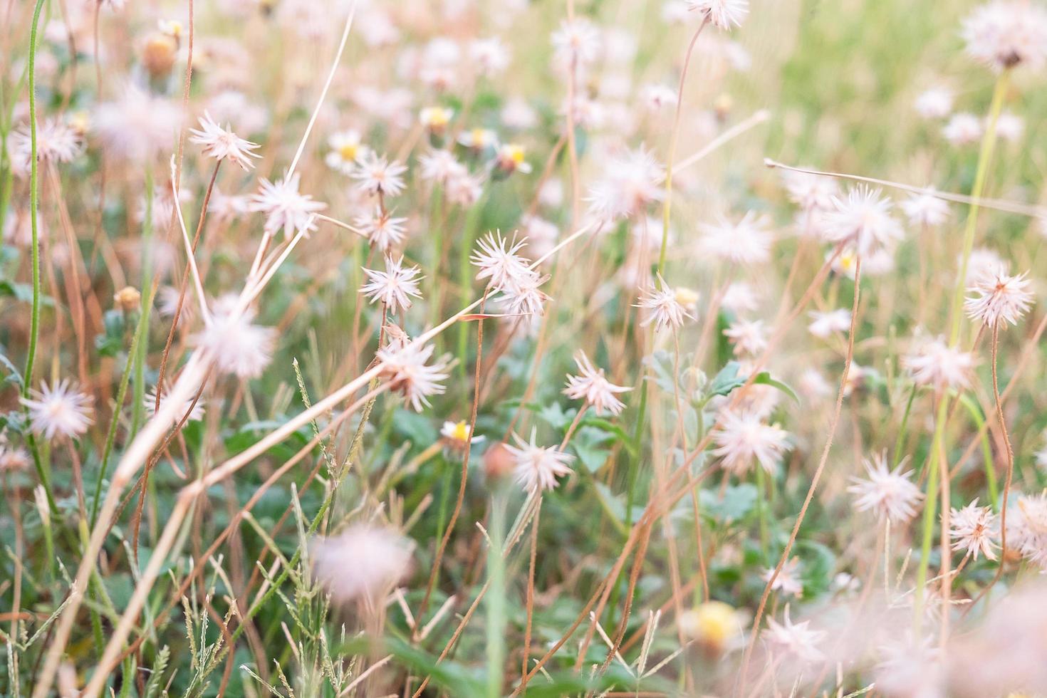 weiße Wildblumen während des Tages foto