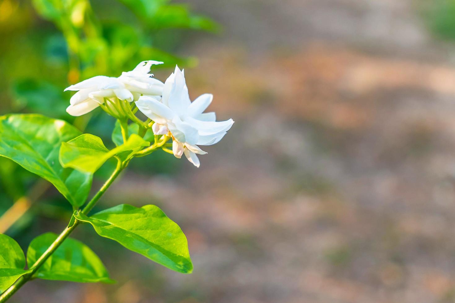 schöne weiße Blumen foto