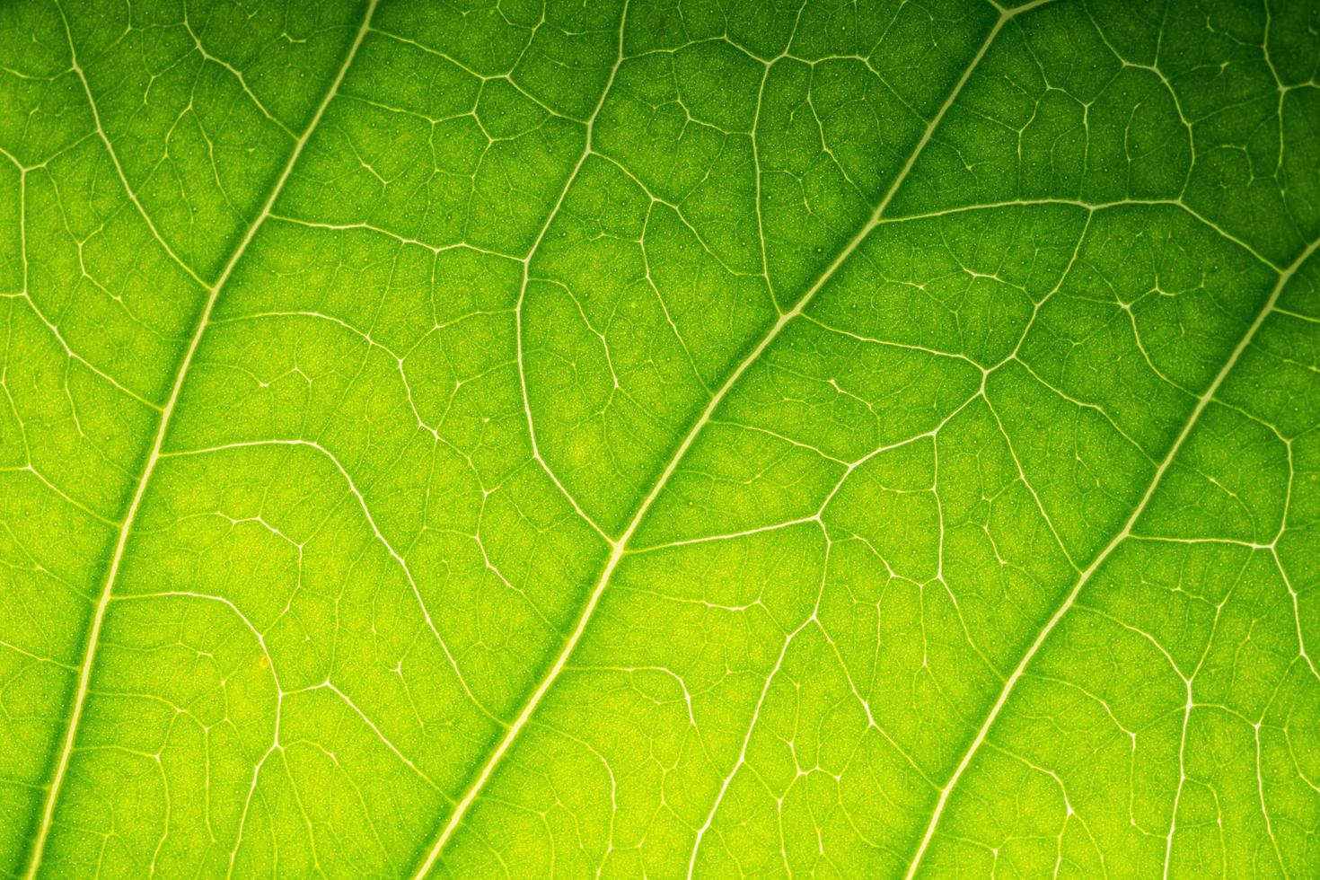 Muster eines grünen Blattes foto