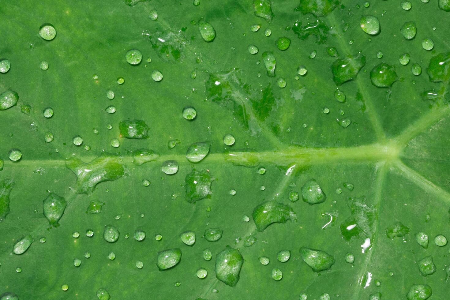 Wassertropfen auf ein Blatt foto