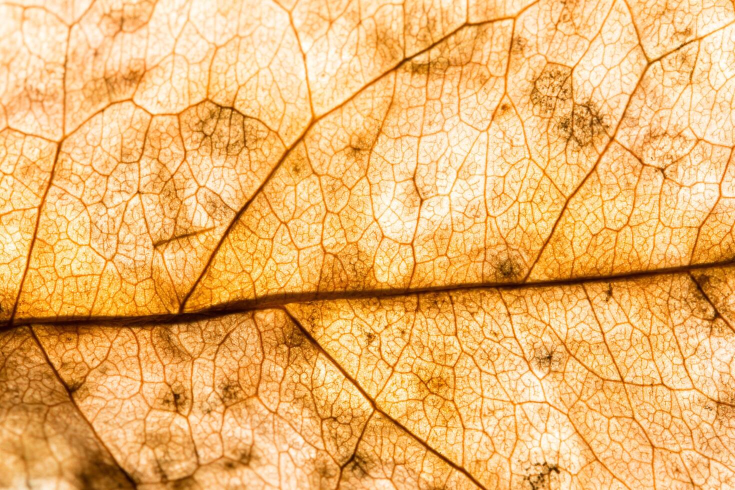 Hintergrundbeschaffenheit eines Blattes foto