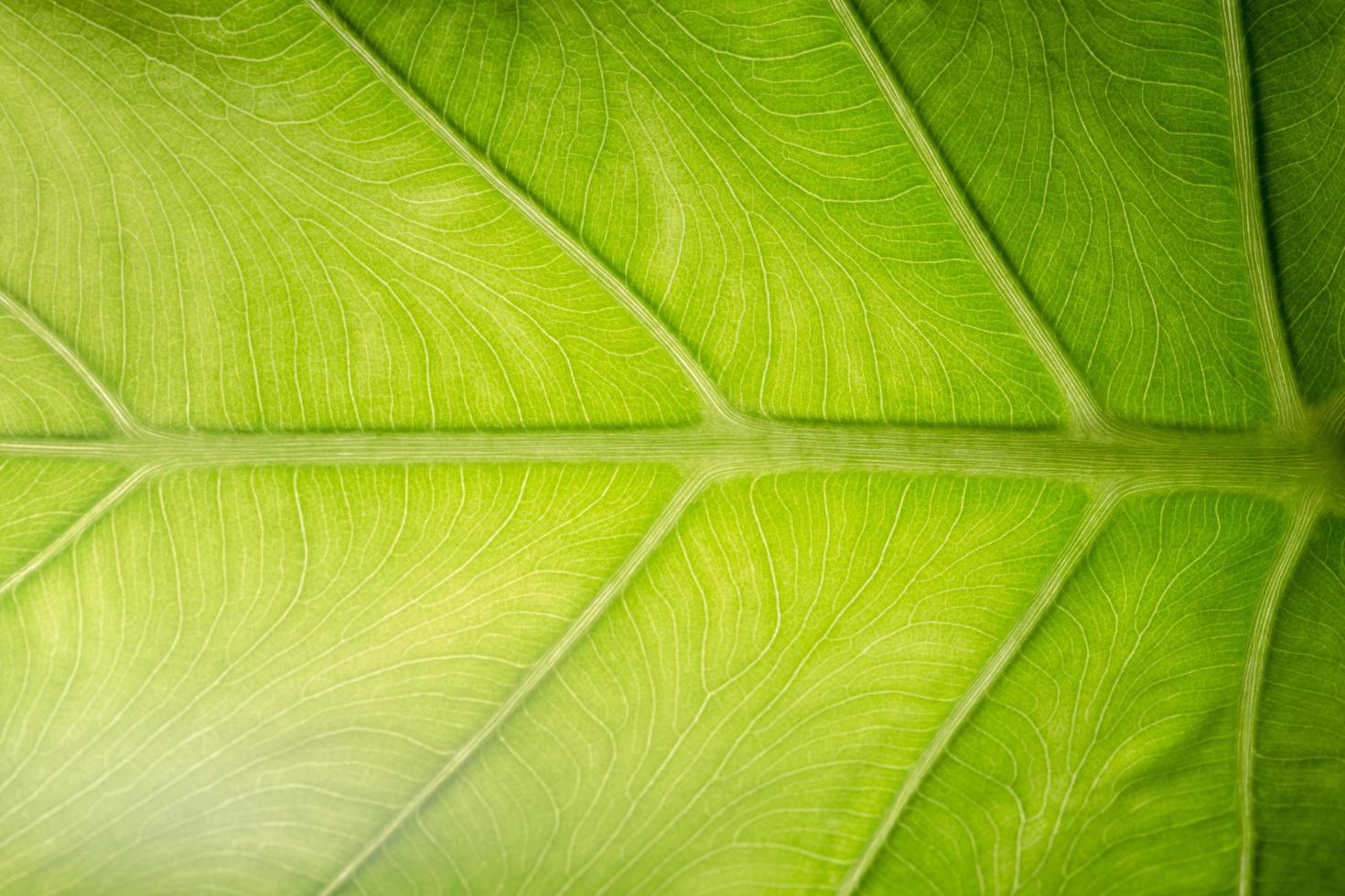grünes Blattmuster foto