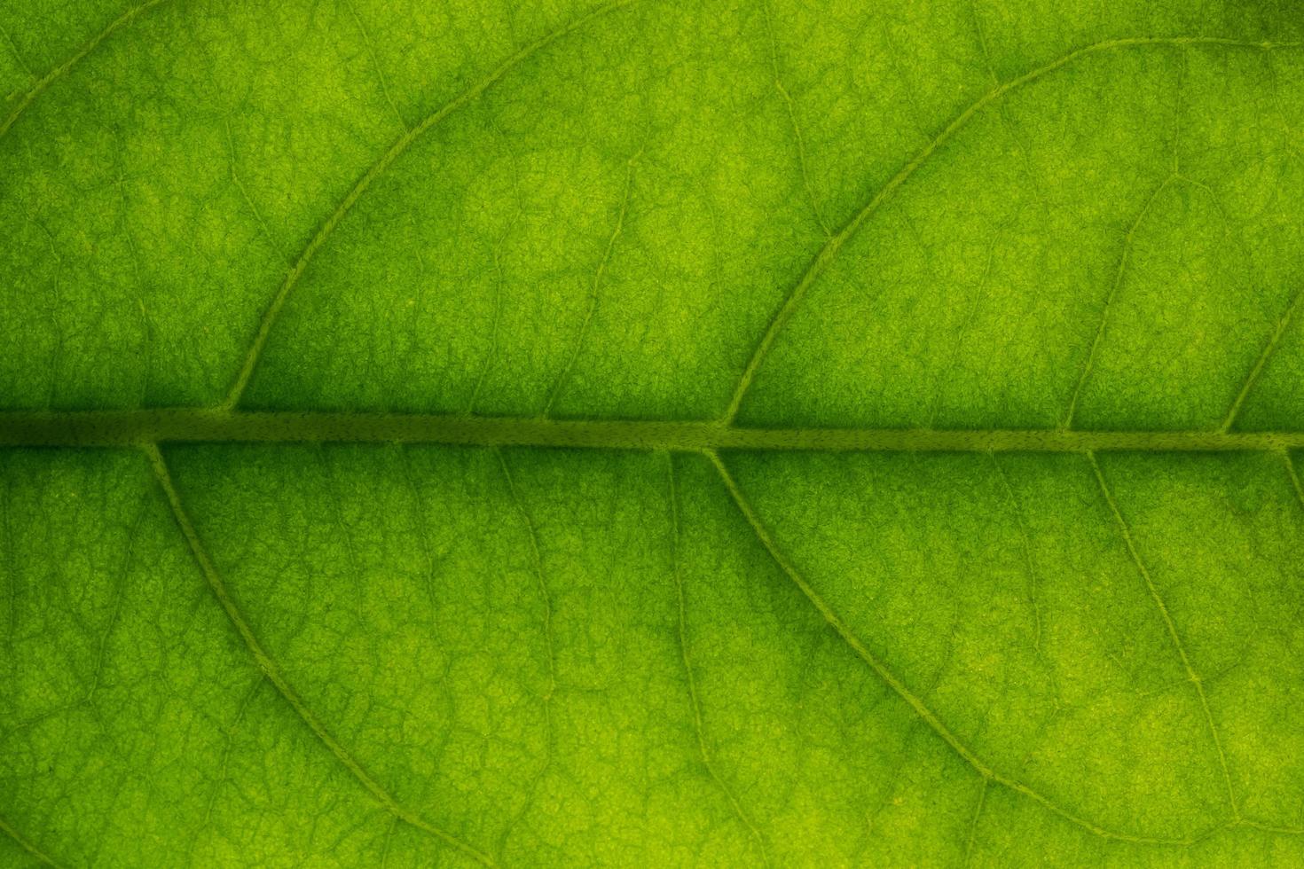 Nahaufnahme eines grünen Blattes foto