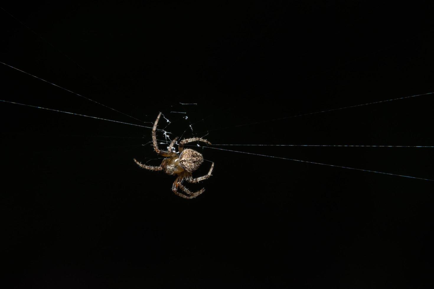 Spinne im Spinnennetz foto