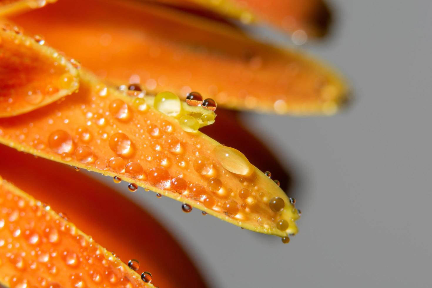 Wassertropfen auf orange Blütenblättern, Nahaufnahme foto