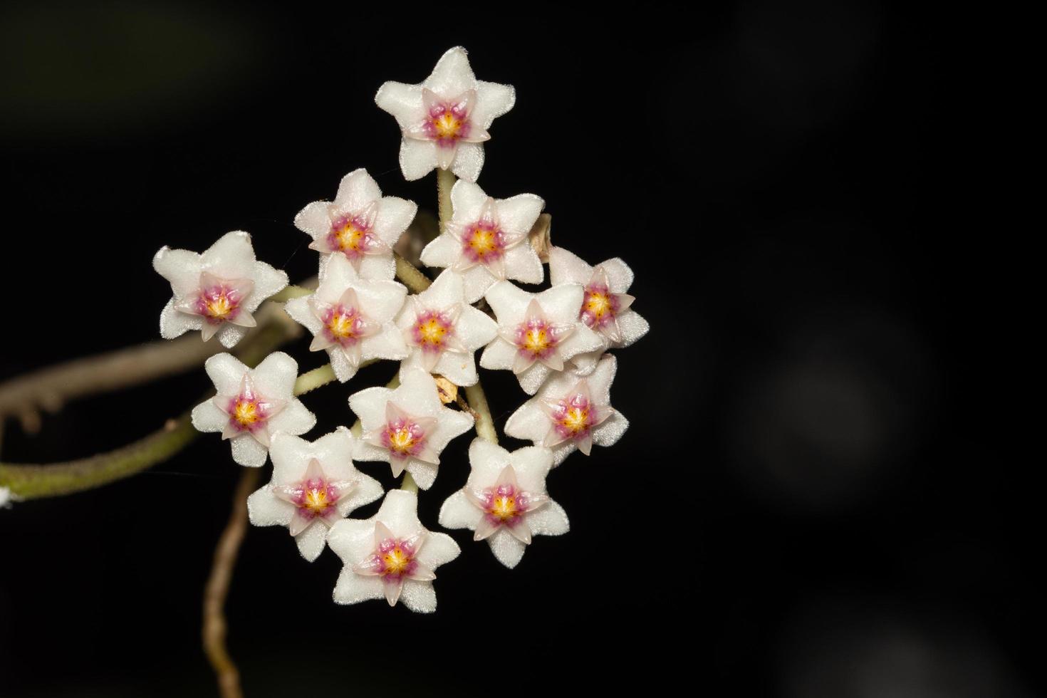 weiße Hoya-Blume foto