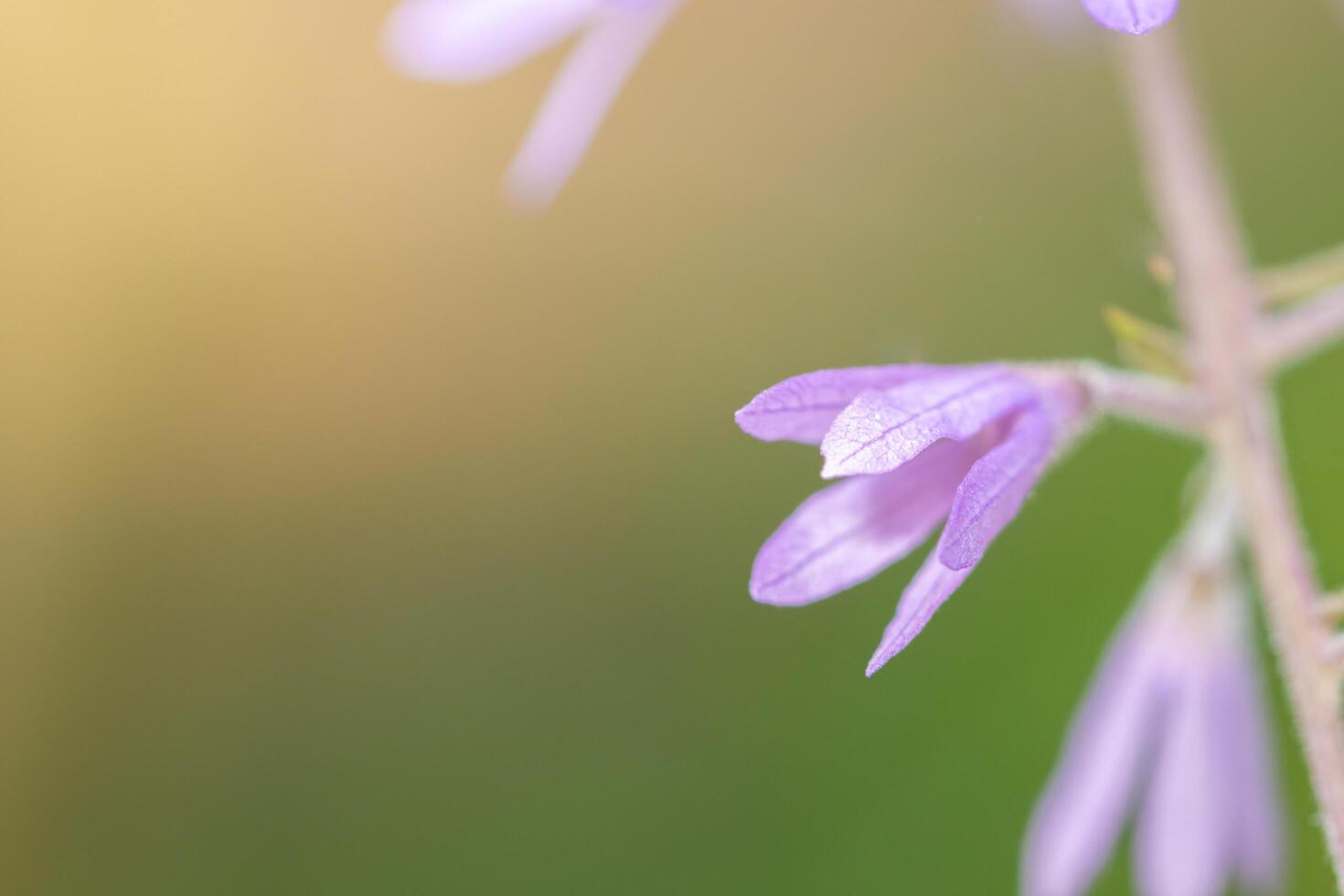 lila Blume auf grünem Hintergrund foto