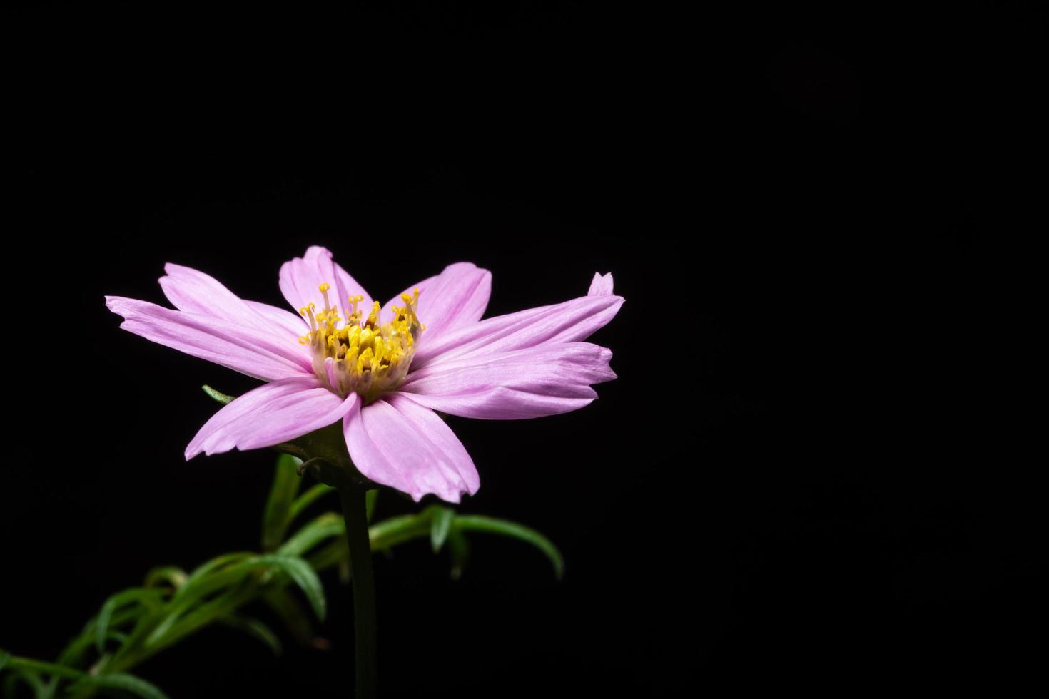 rosa Blume auf schwarzem Hintergrund foto