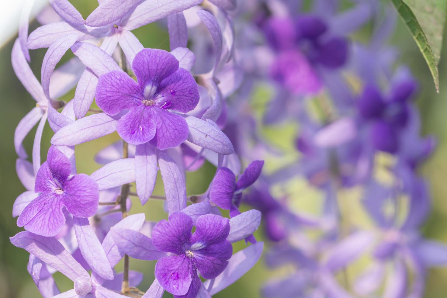 lila Blumenhintergrund foto