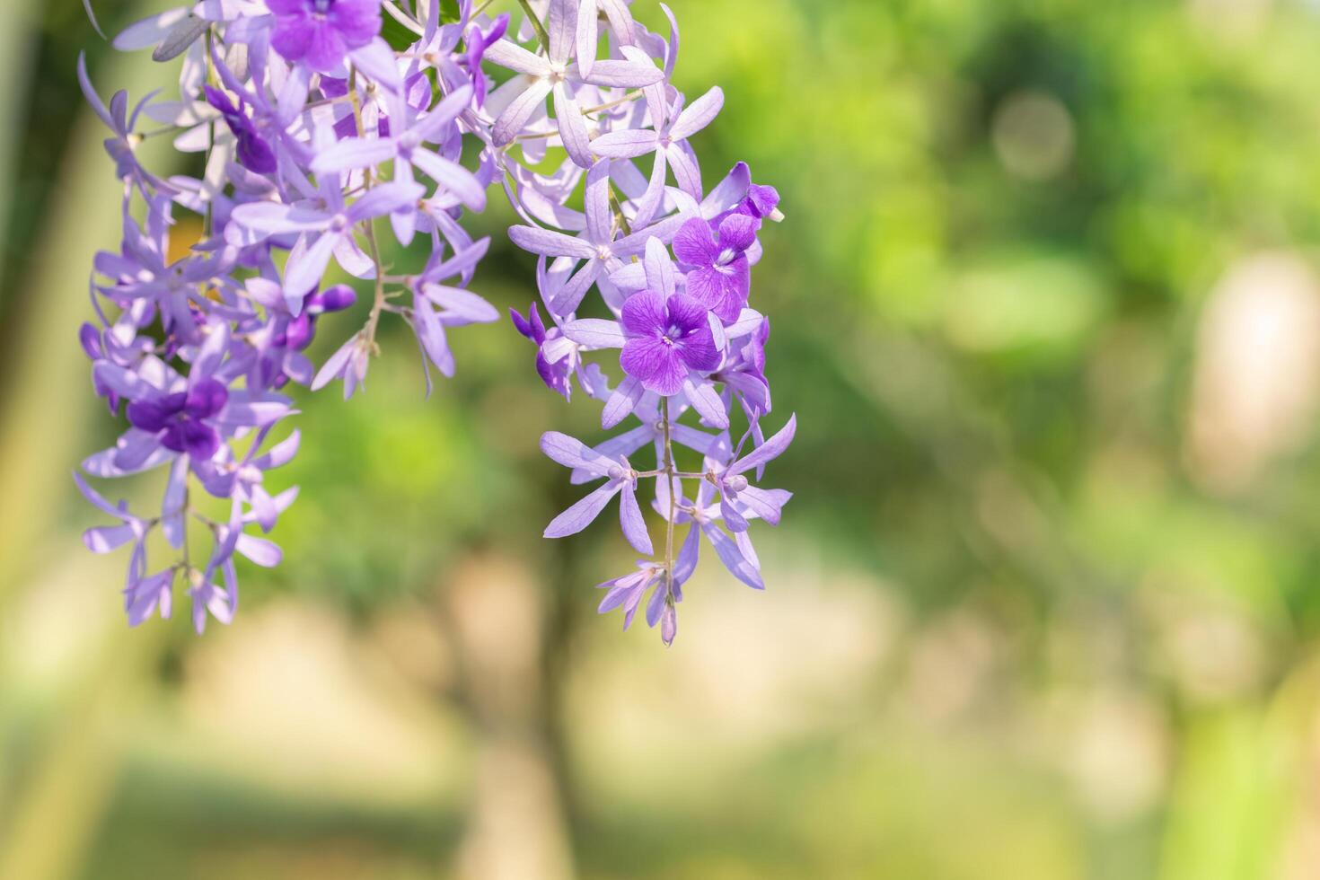 lila Blume auf grünem Hintergrund foto