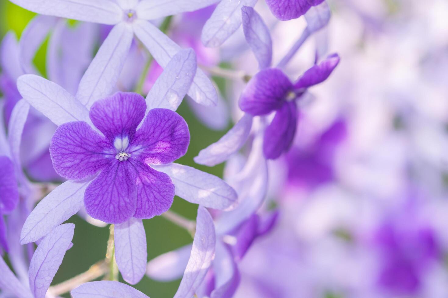 lila Blumenhintergrund foto