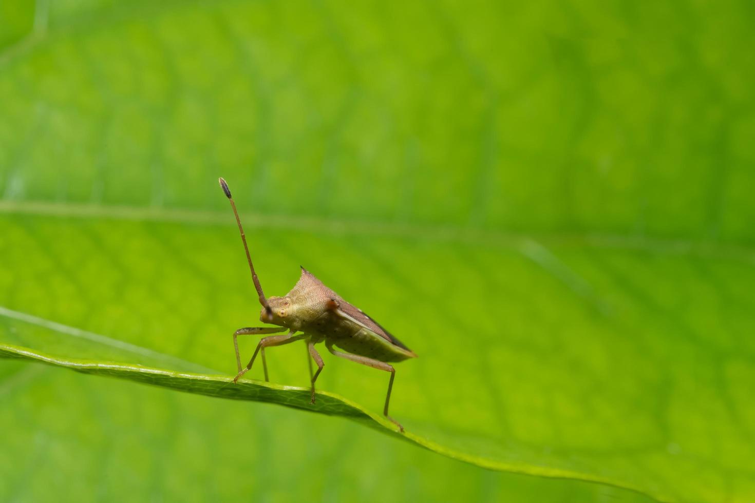 brauner Attentäter Käfer auf einer Pflanze foto
