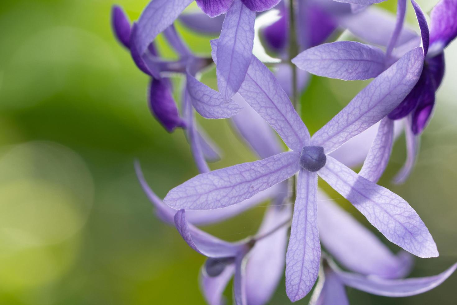 lila Blume auf grünem Hintergrund foto