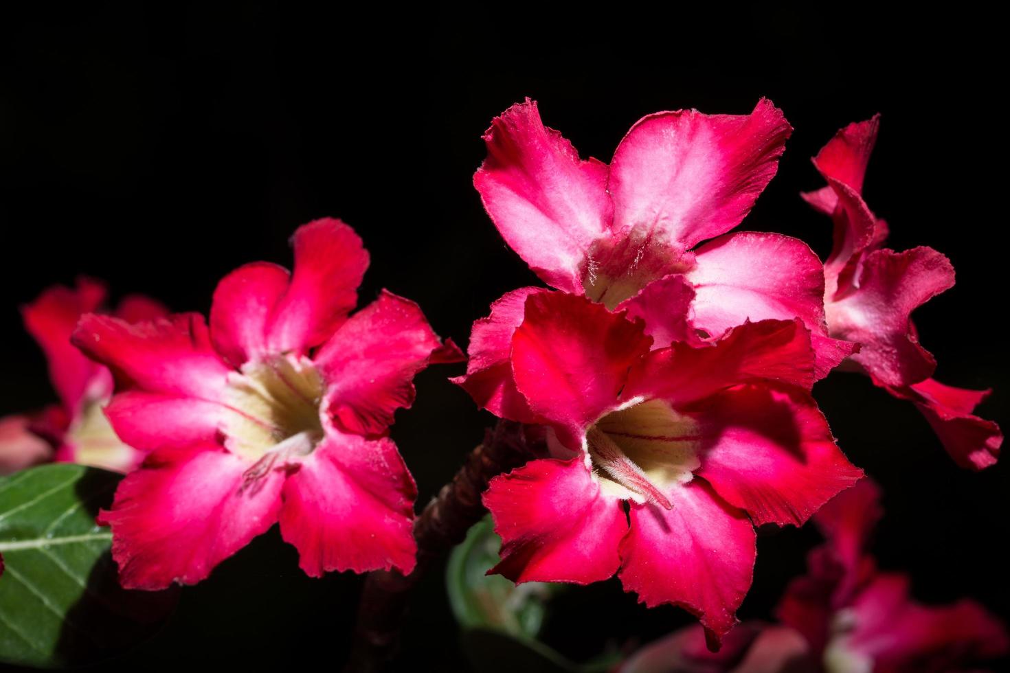 rote Blumen auf schwarzem Hintergrund foto