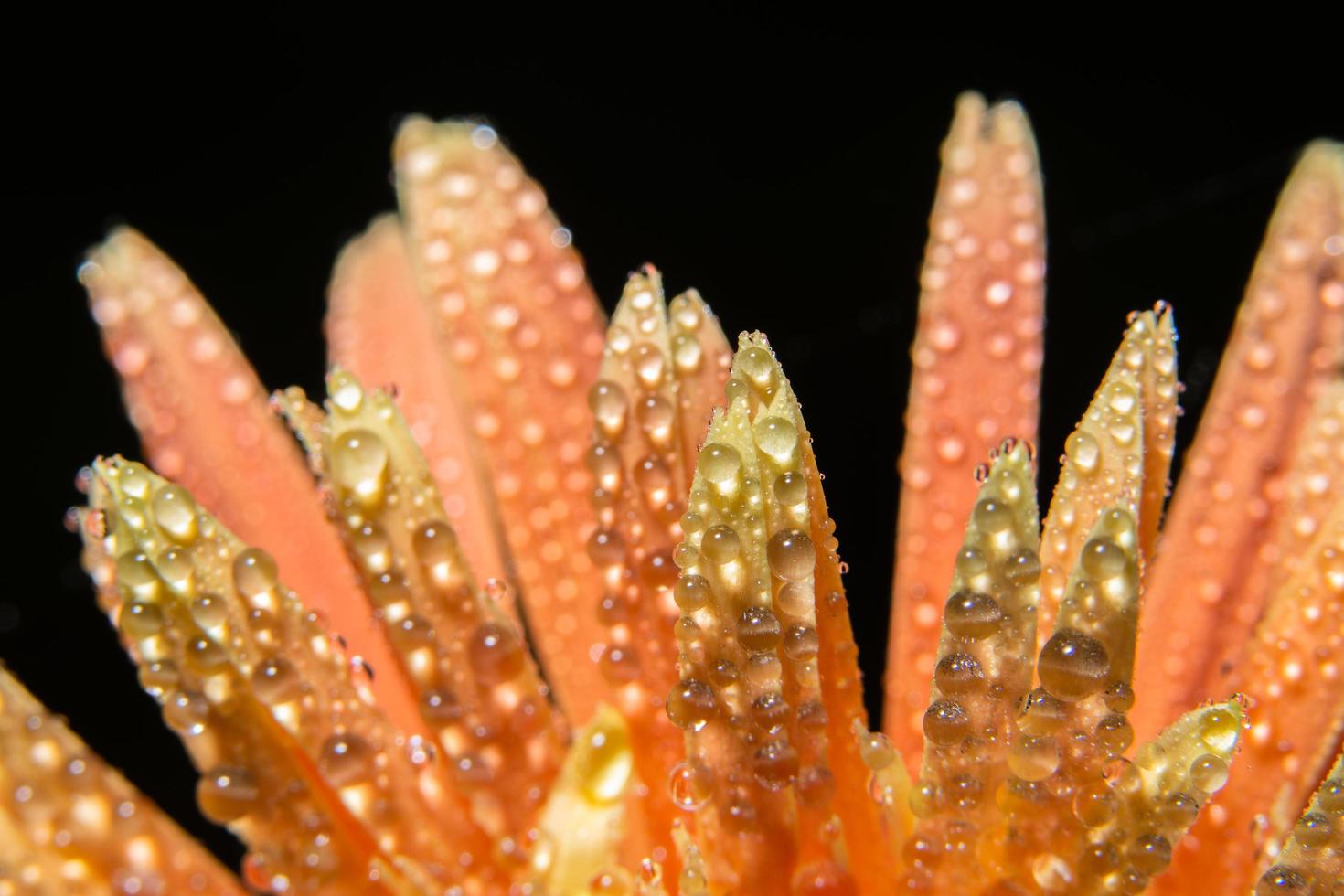 Wassertropfen auf orange Blütenblättern, Nahaufnahme foto