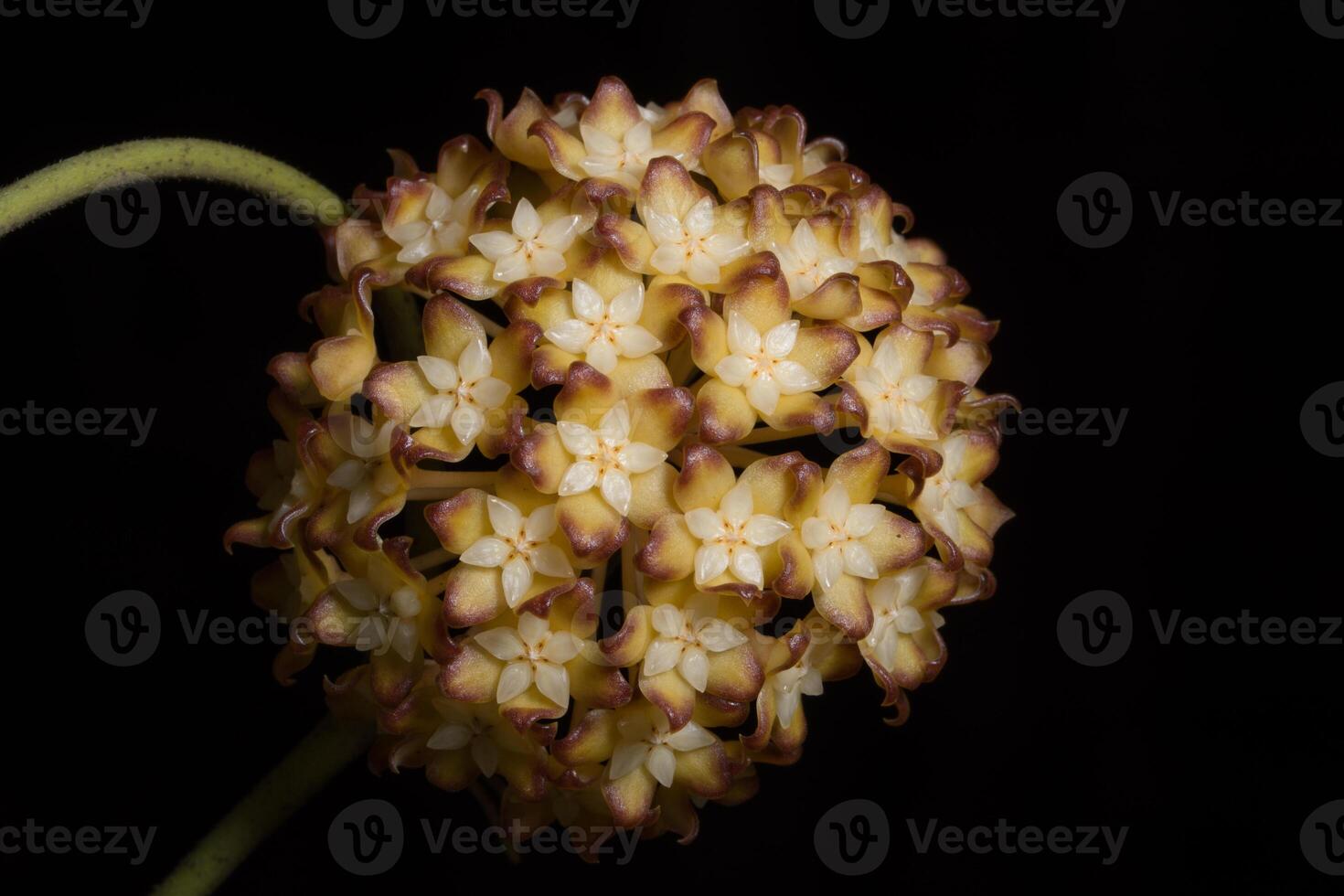 Hoya Blume Nahaufnahme foto