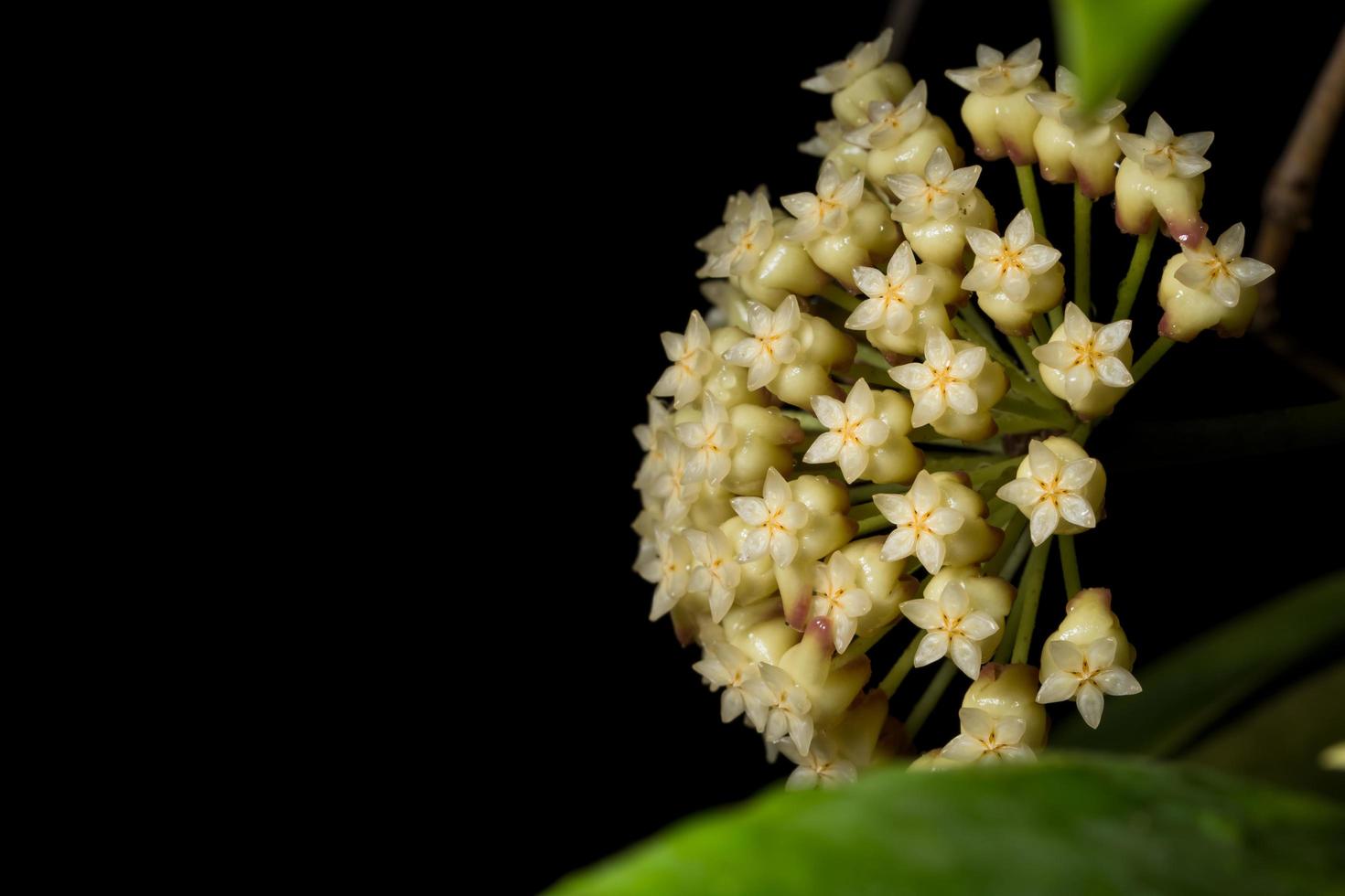 weiße Hoya-Blume foto
