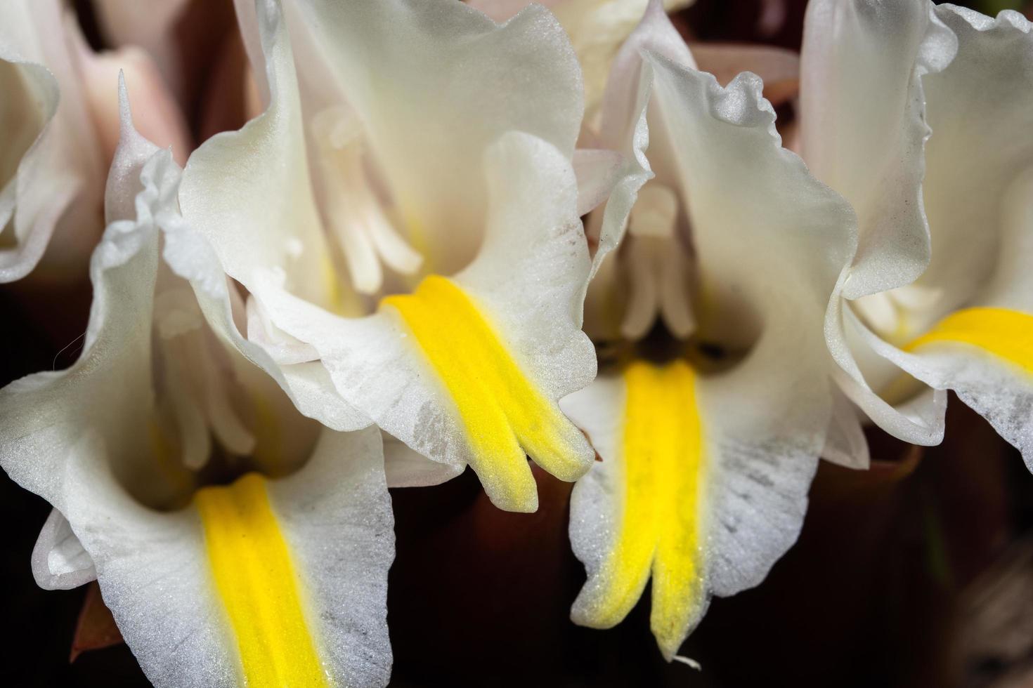 weiße Blume Nahaufnahme foto