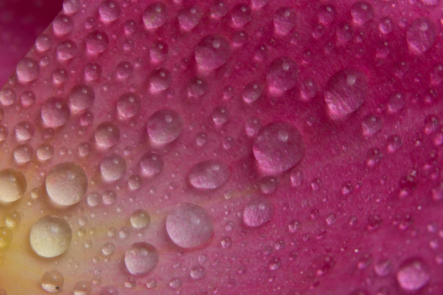 Wassertropfen auf den Blütenblättern einer rosa Rose foto