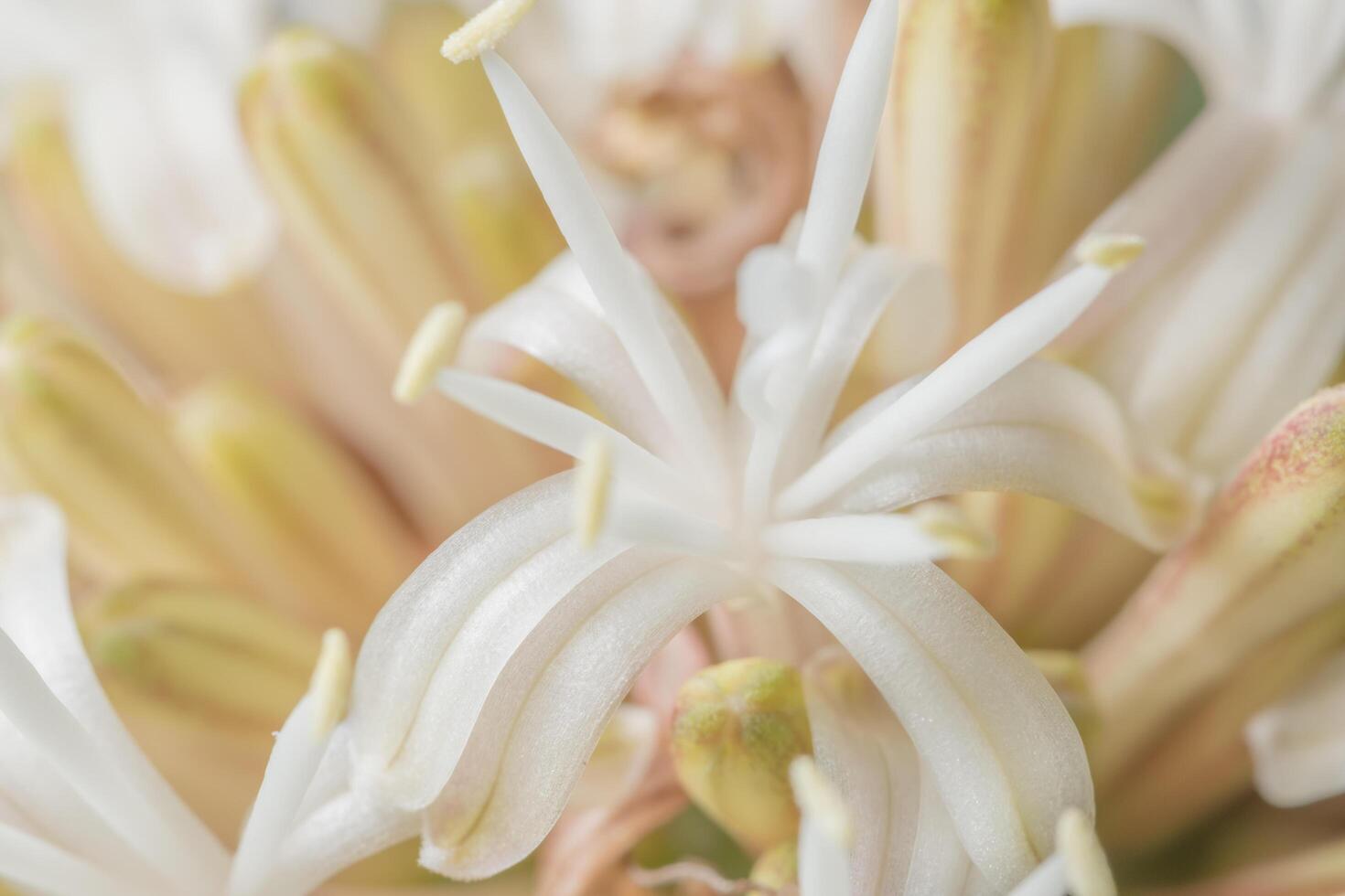 weißer Blumenhintergrund foto