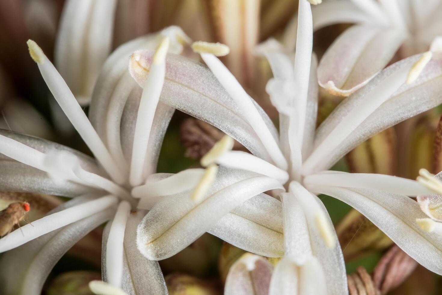 weiße Blume Nahaufnahme foto