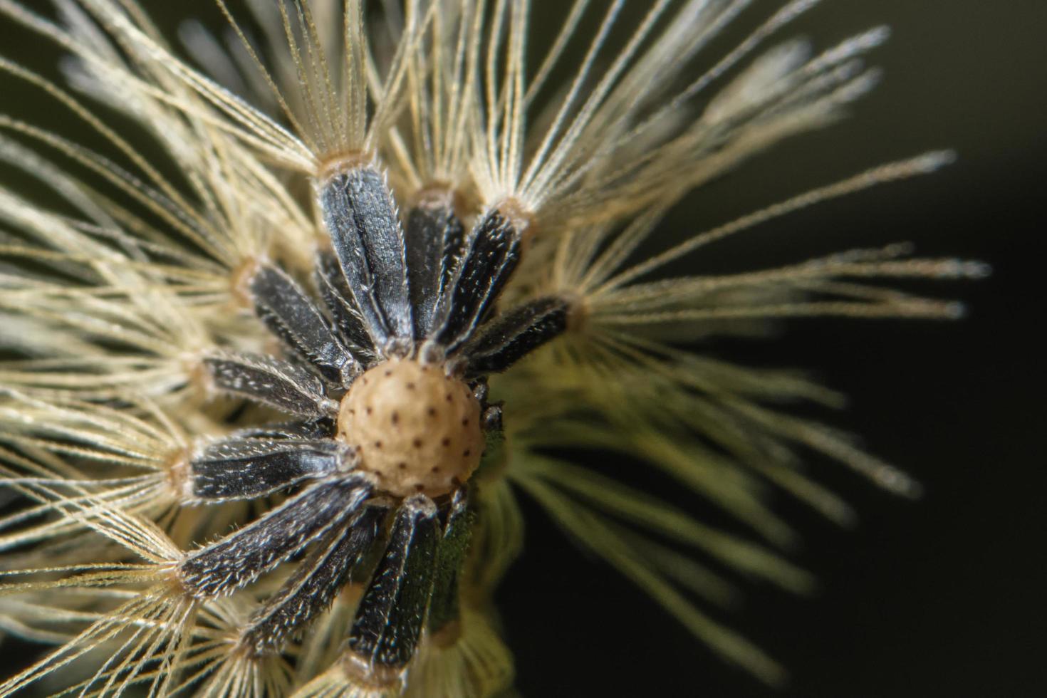 wilde Blume auf schwarzem Hintergrund foto