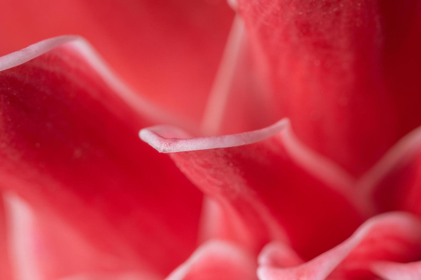 rosa Blütenblatt Hintergrund foto